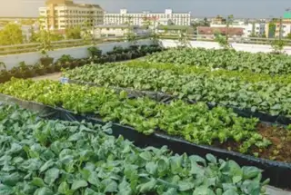 Urban Farm